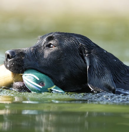 Basic gundog training service