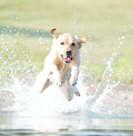 Advanced Gundog Service