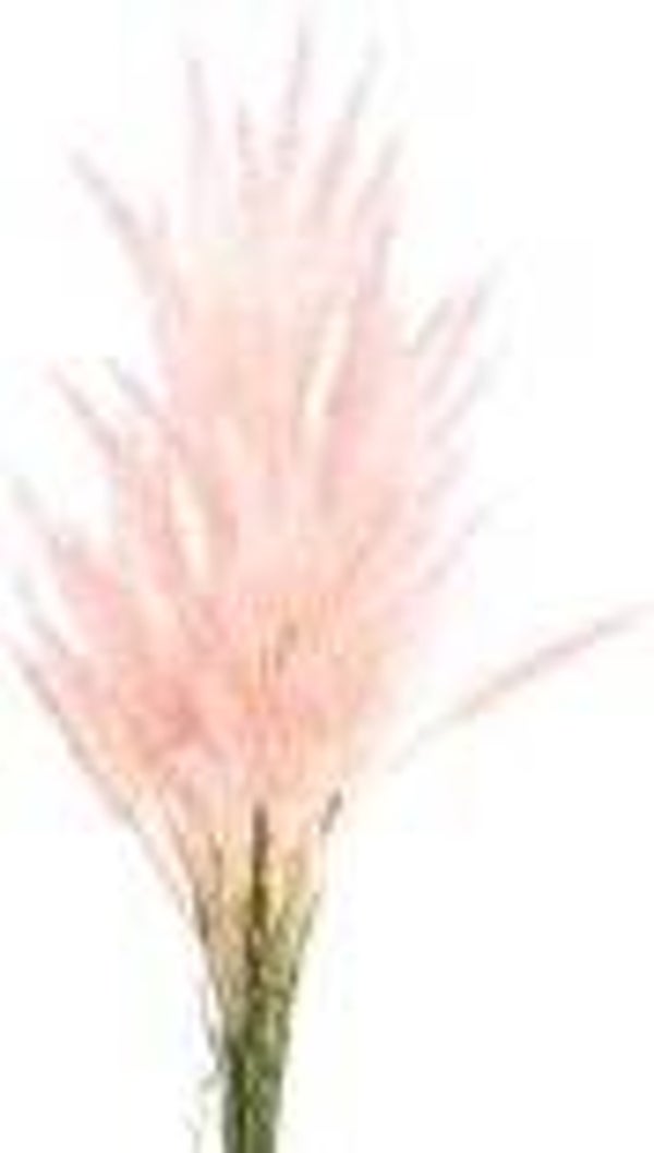 PTMD twig plant lichtroze tarwe tak