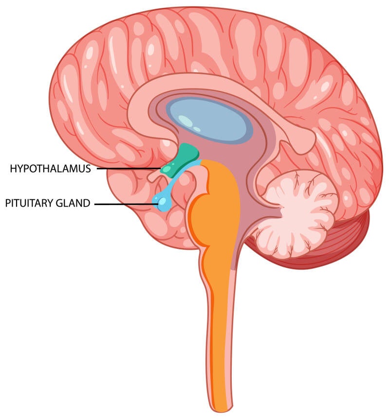 brain, hypothalamus, pituary gland, picture to blog: FAQ oxytocin in pregnancy