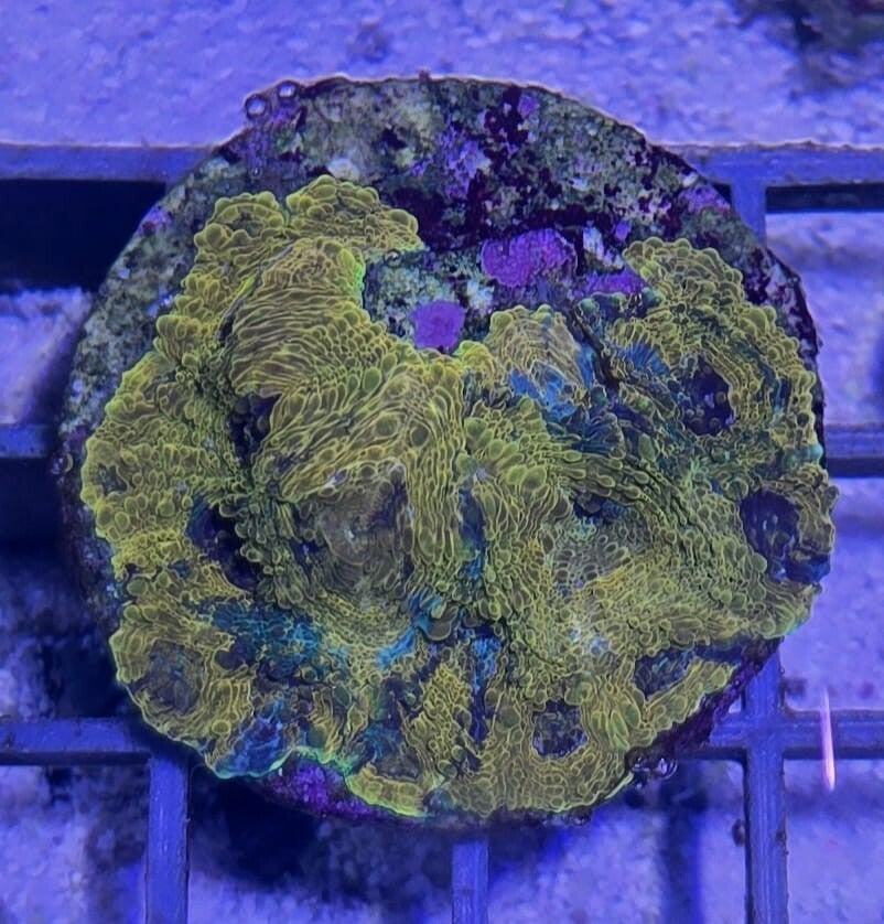 Acanthastrea echinata "Rainbow"