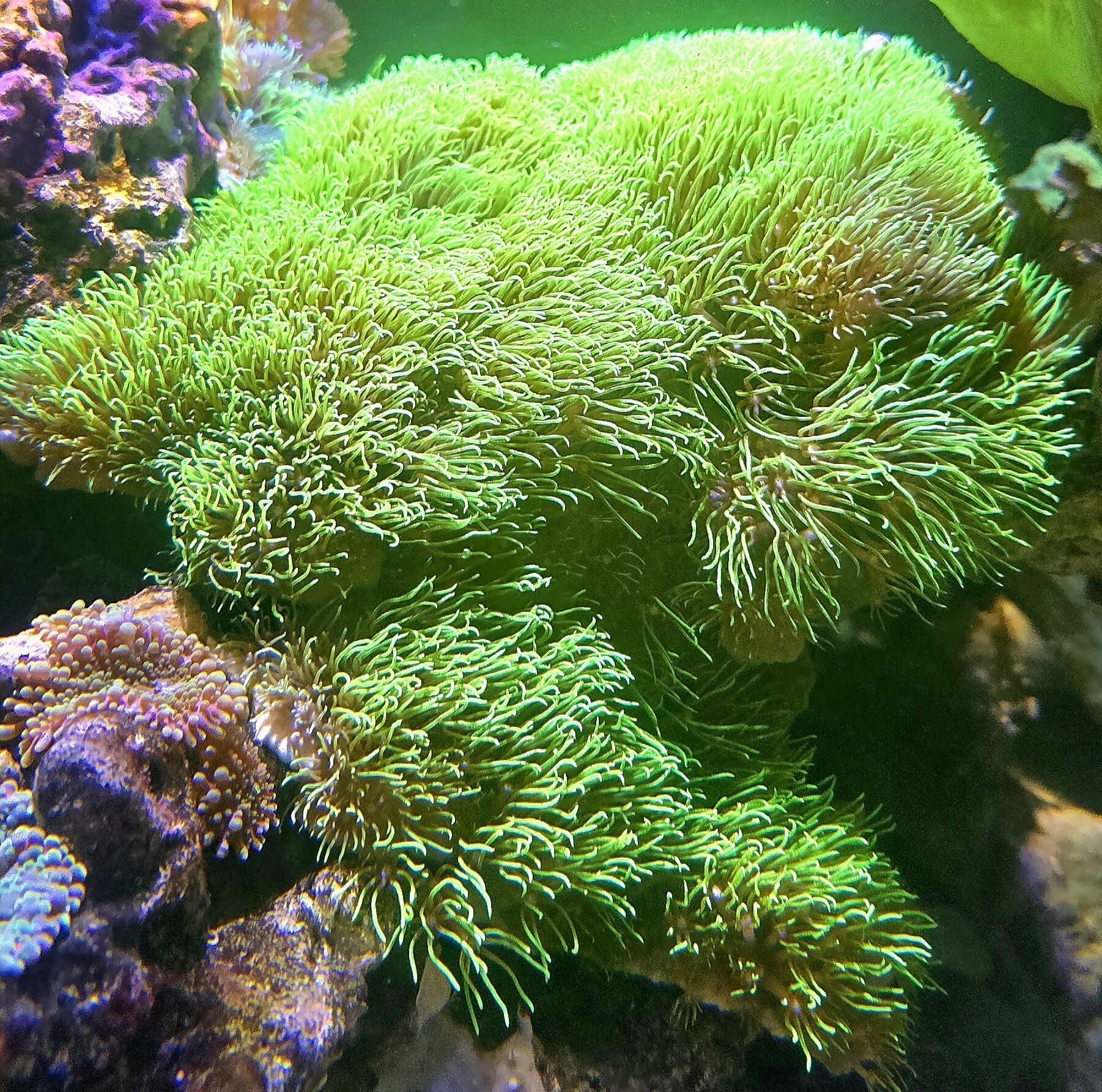 Affenhaar Erythropodium caribaeorum