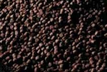 Axolotl Futter Jungtiere 3mm Pellets