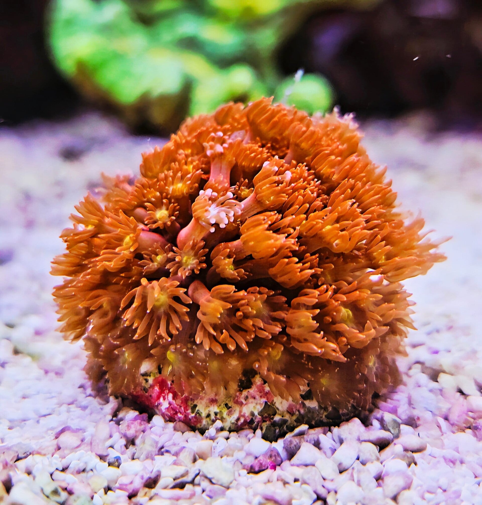 Bernardpora Goniopora " Yellow Hellfire"