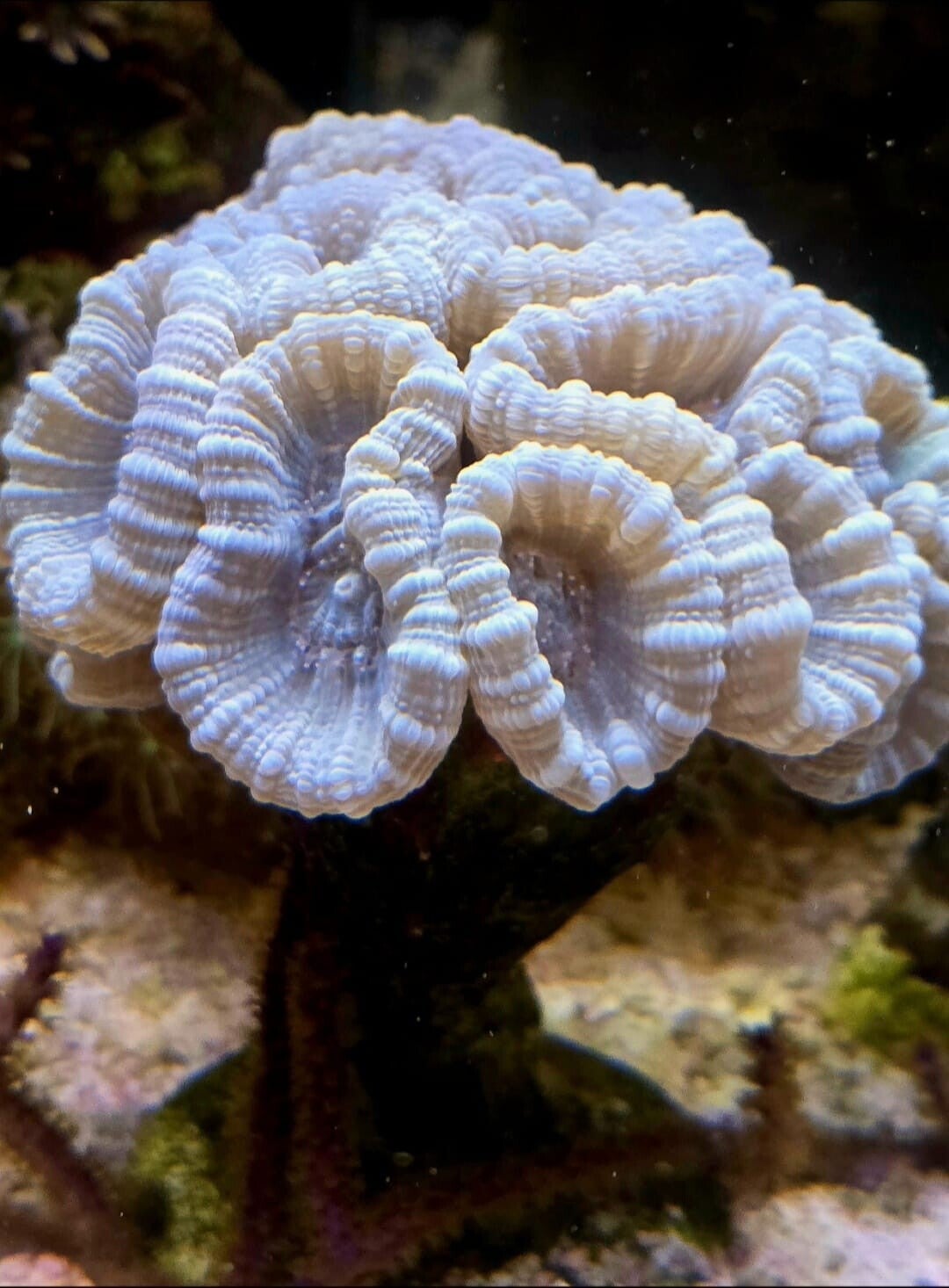 Caulastrea Furcata " Flötenkoralle " Mint