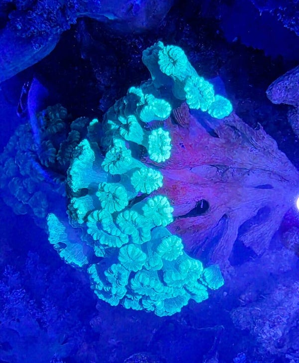 Caulastrea Furcata Grün oder Neon