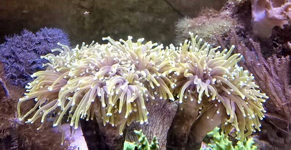 Euphyllia Glabrescense Golden Torch