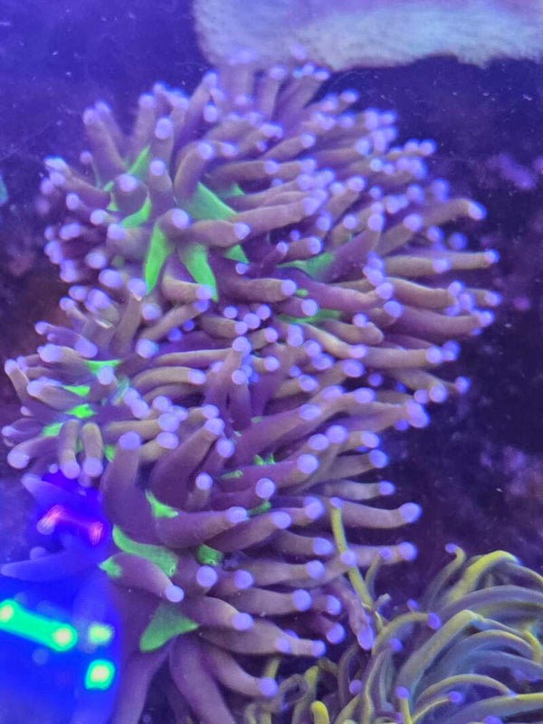 Euphyllia Glabrescense Joker Golden Torch --- Pro Kopf ---