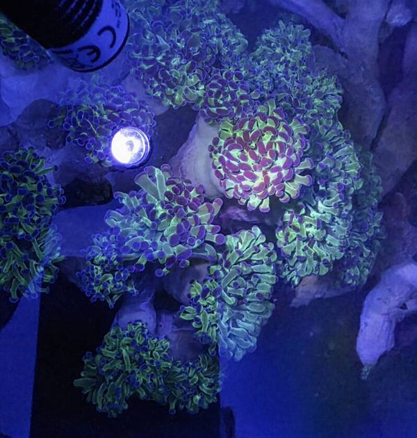Fimbriaphyllia (ehemals Euphyllia) Paradivisa " Neon Hammer "