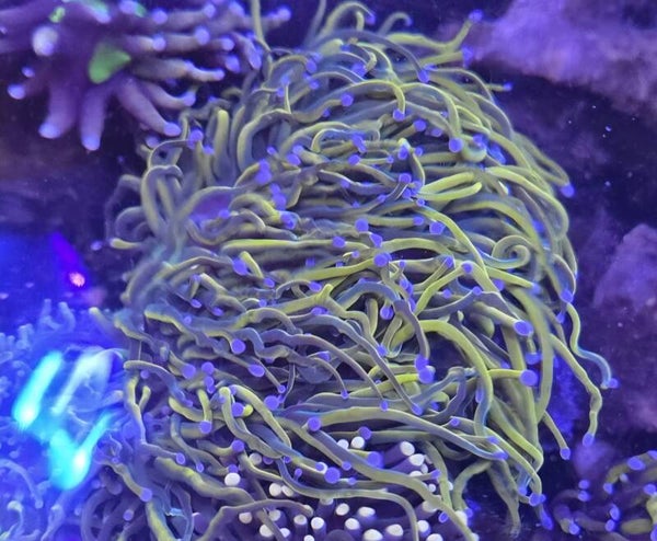 Euphyllia Glabrescense Rapunzel Torch Pro Kopf
