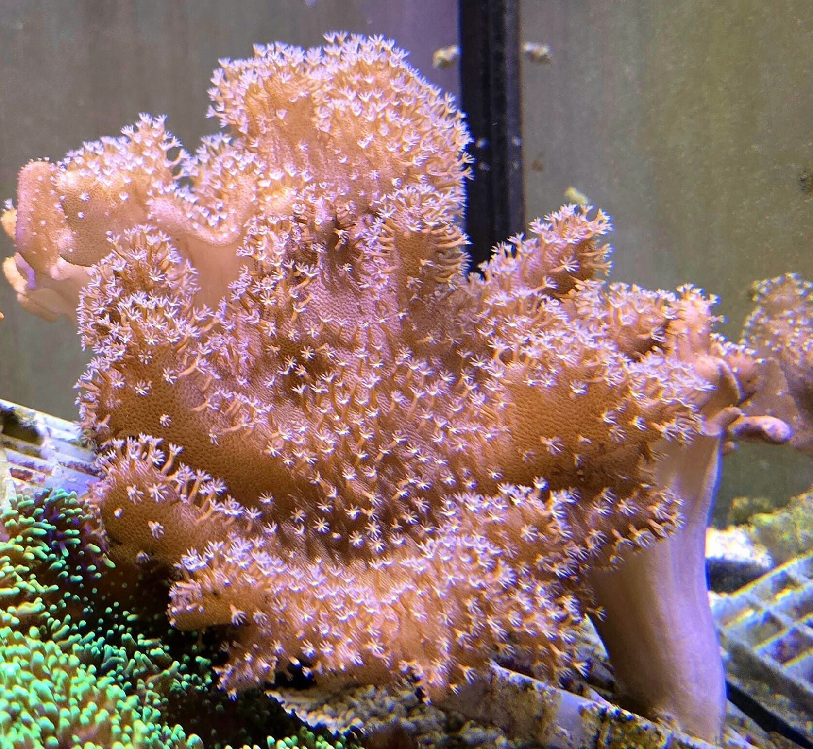 Lobophytum sp. Fingerlederkoralle Weiße Polypen