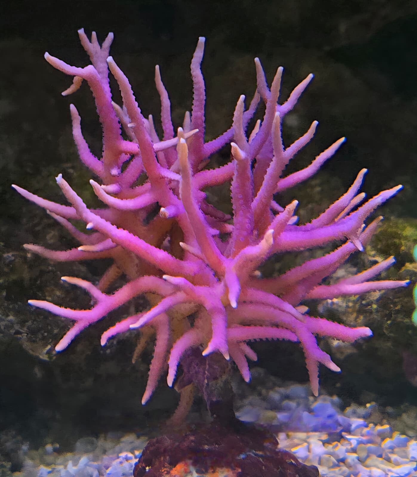 Seriatopora Hystrix  "pink" Ableger ca 4cm