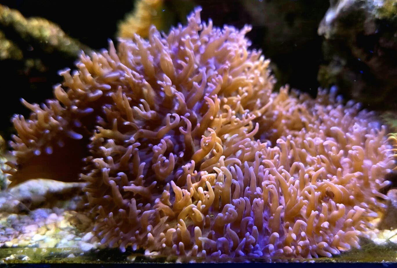 Rhodactis Sp. lila