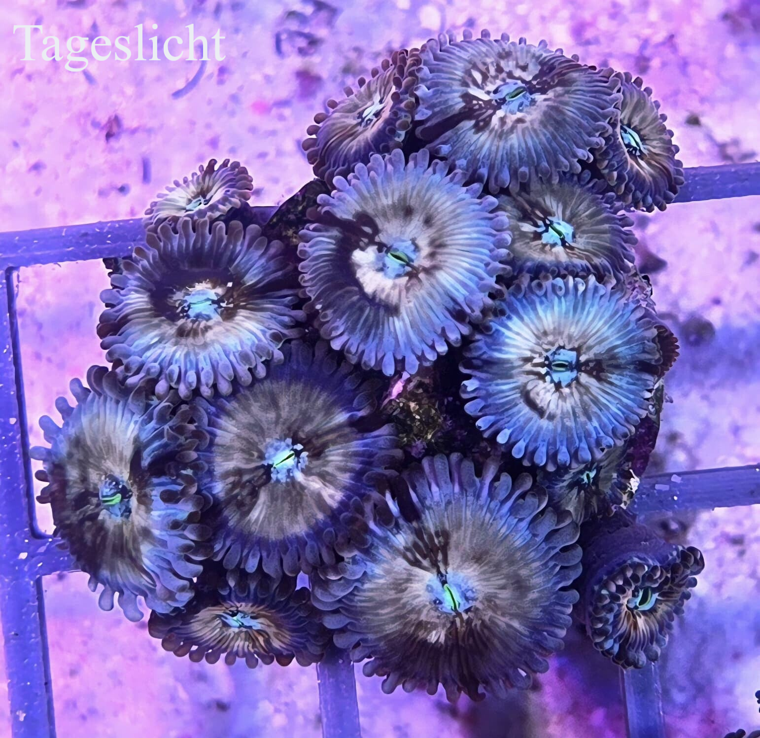 Krustenanemone Zoanthus "Seduction"