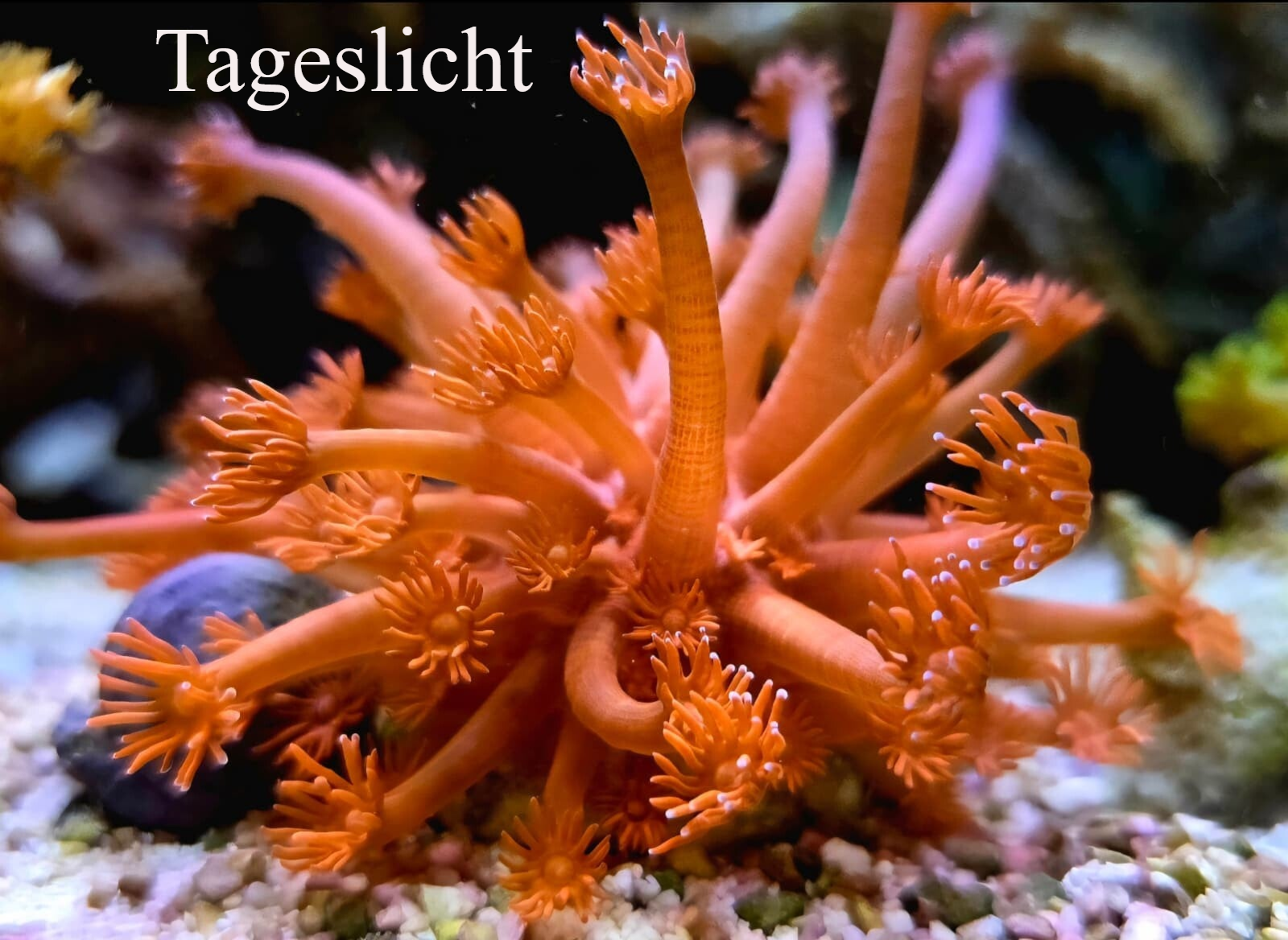 Goniopora Minor - Margeritenkoralle Metallic Rot