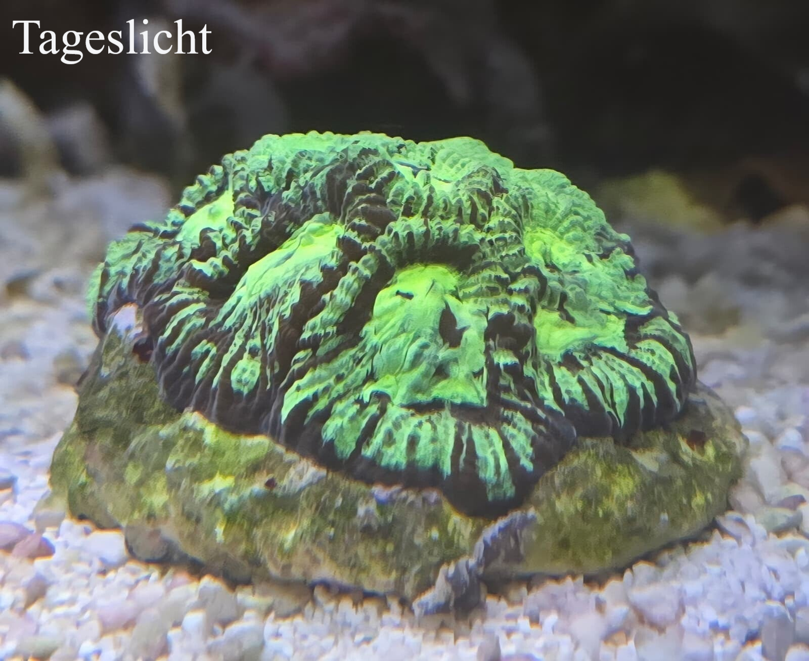 Favia sp. Hirnkoralle "speckled radiation"