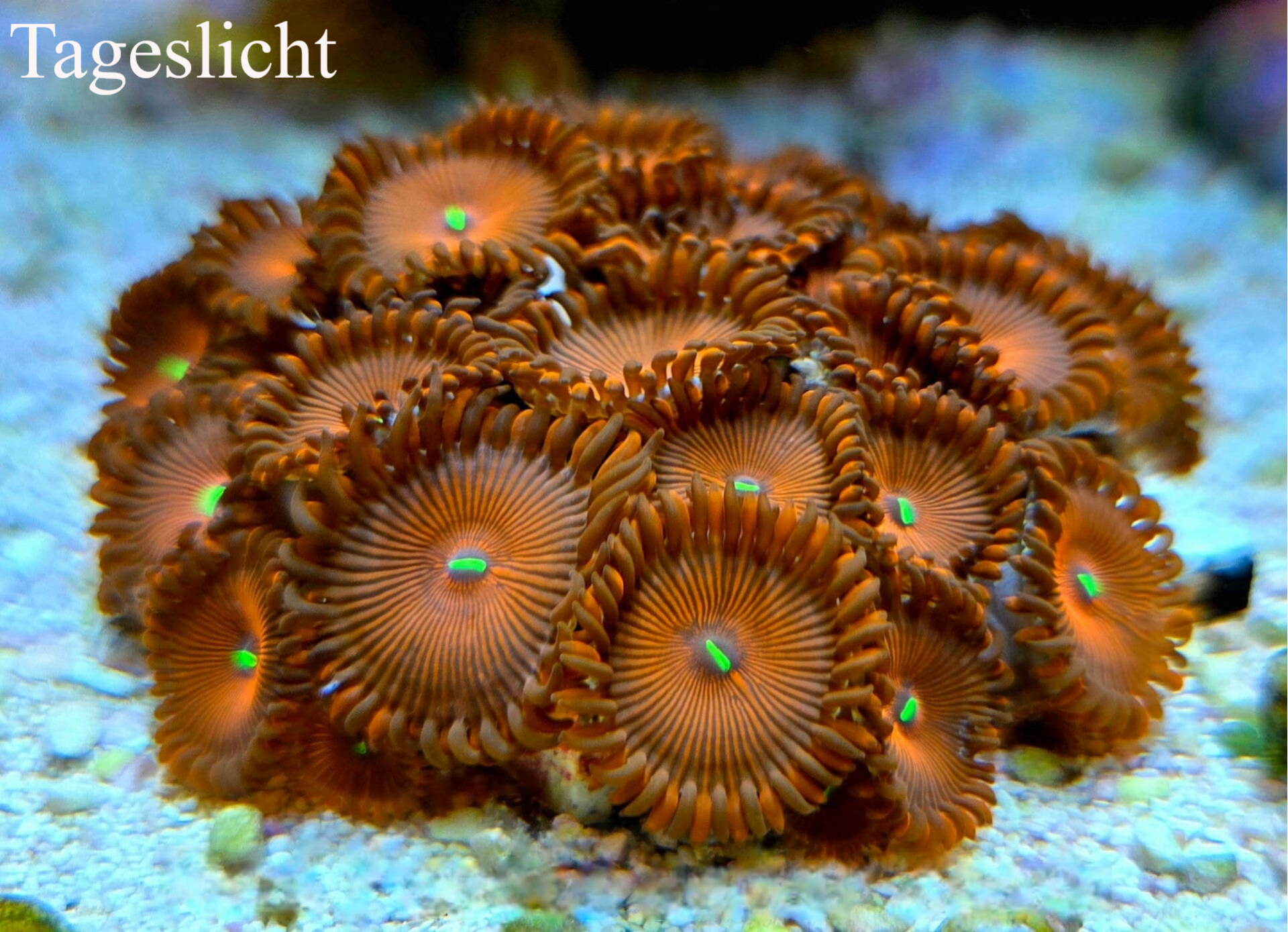 Krustenanemone Zoanthus " Red People Eater "