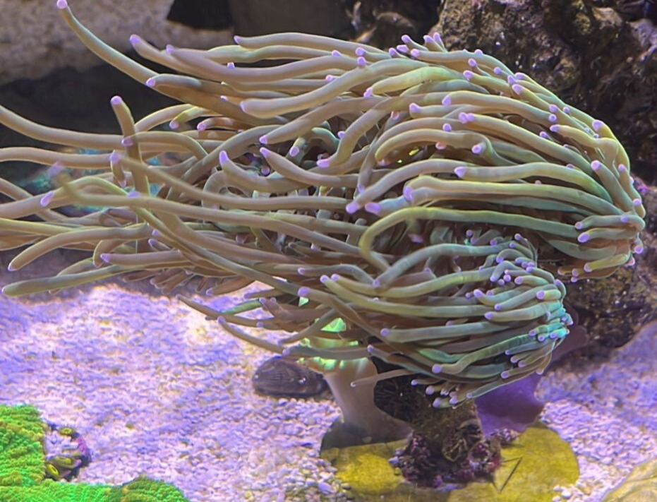 Euphyllia Glabrescens Holy Grail US Style