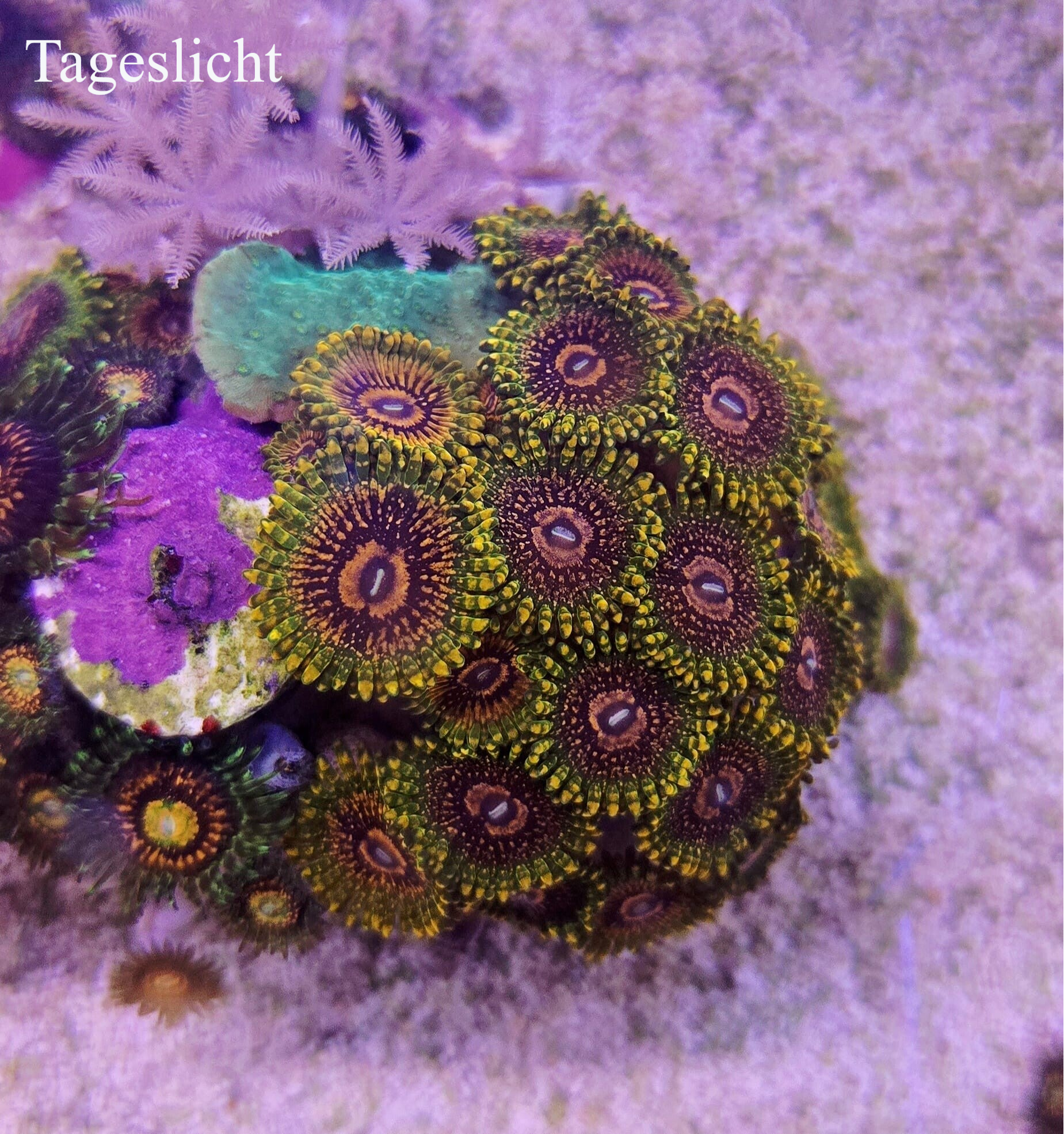 Zoanthus GMK Grandmaster Krakatoa "RAR"