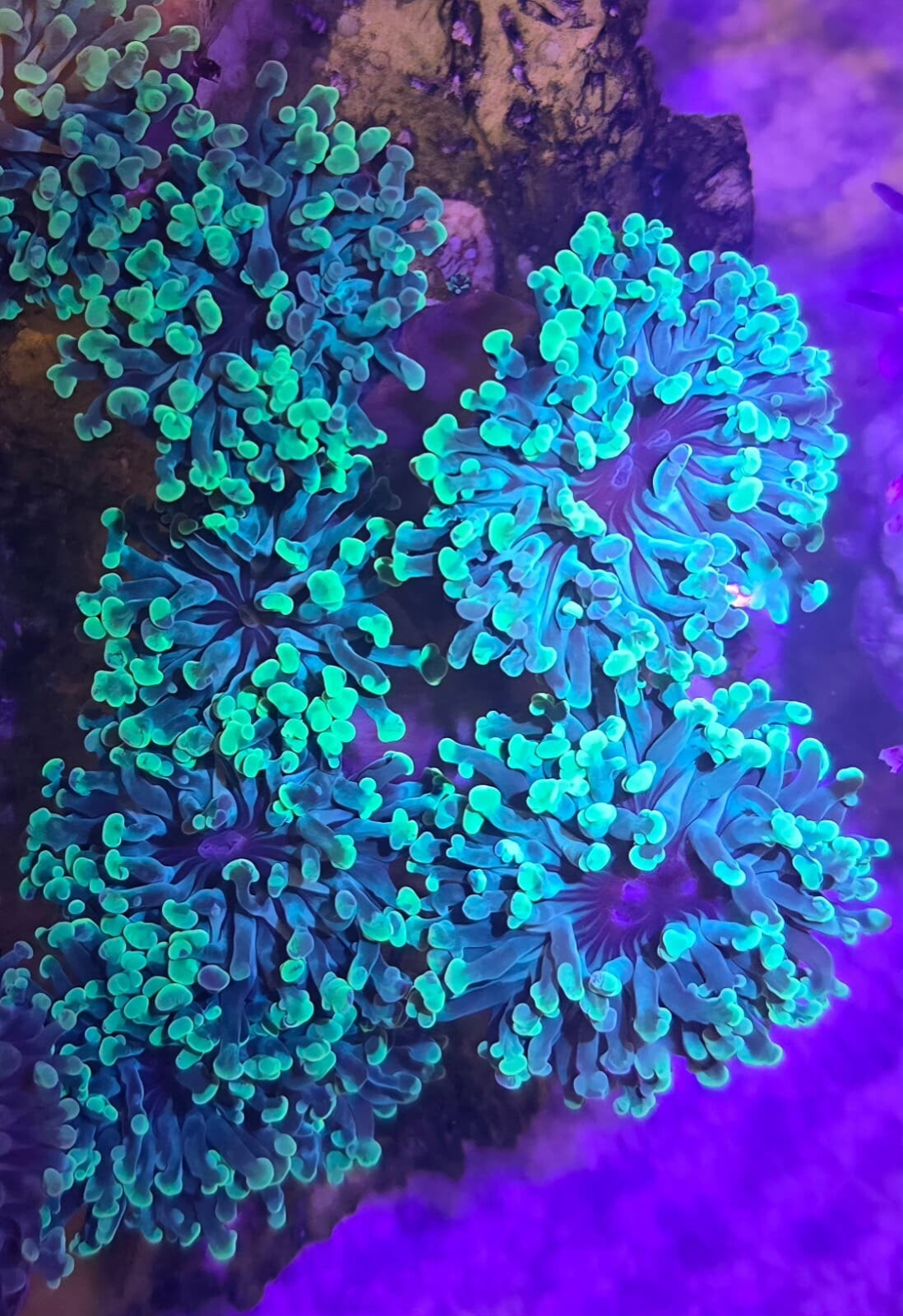 Fimbriaphyllia (ehemals Euphyllia) Paraancora und Ancora Türkis