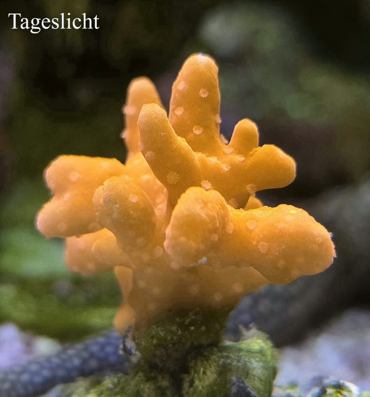 Montipora Setosa "Neonorange"