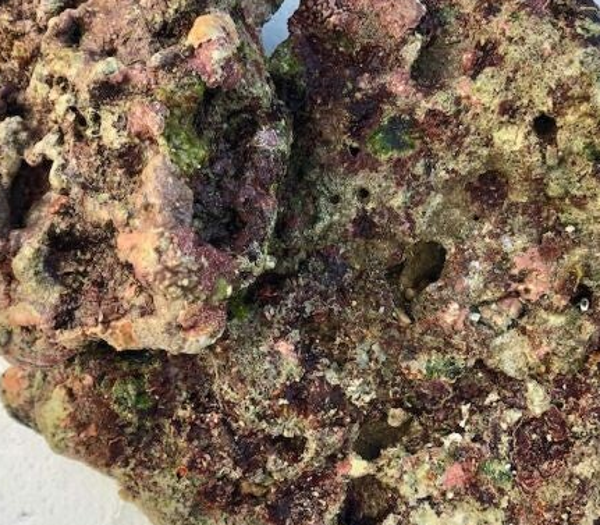 Indonesisches Lebendgestein (Berieselt, nicht Gehältert)