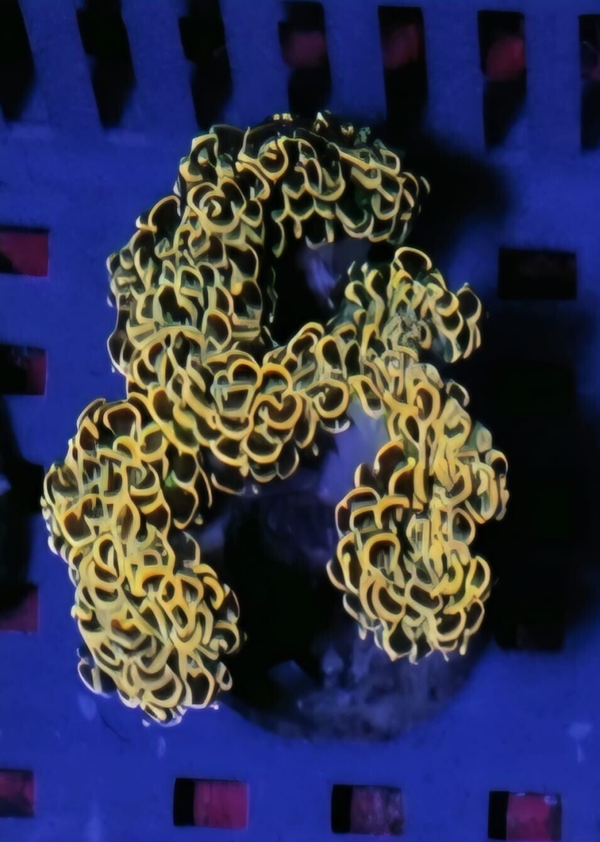 Euphyllia Ancora "gelb" Handfläche Größe