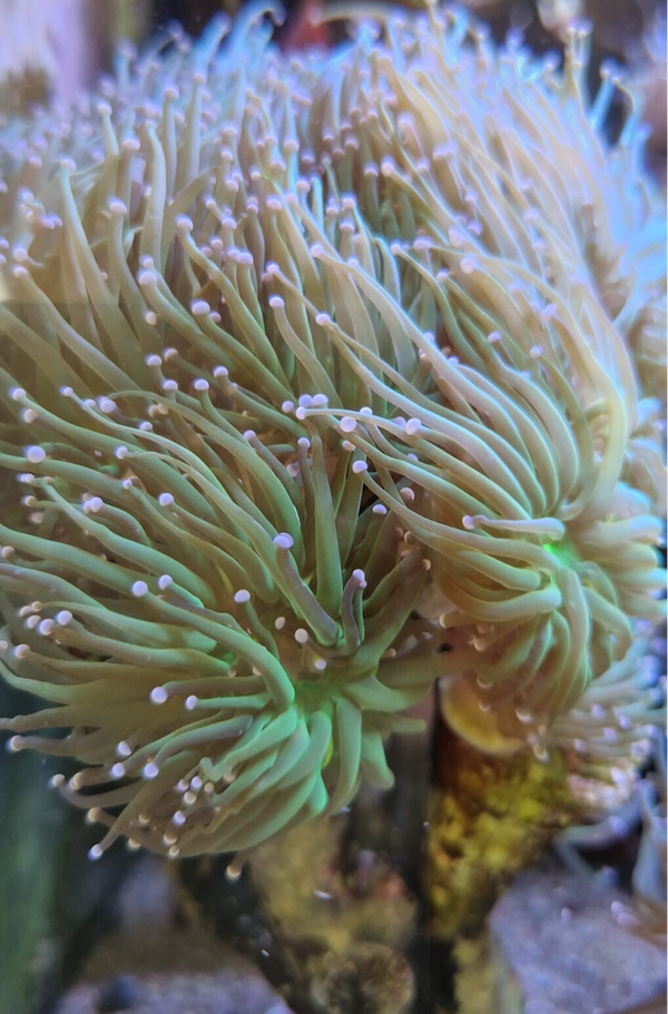 Euphyllia Glabrescense Green Torch