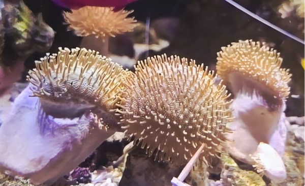 Pilzlederkoralle Sarcophyton ehrenbergi "Braun/Bronze Polypen"