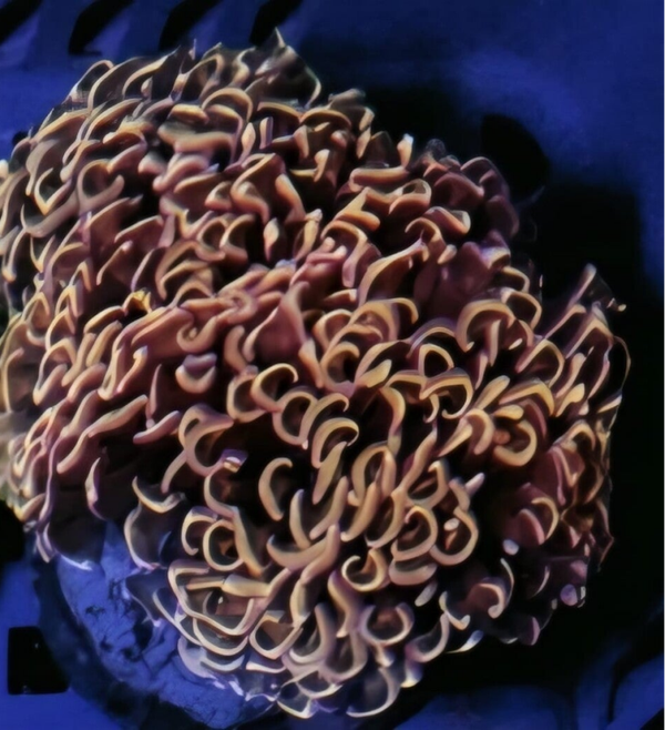 Euphyllia Ancora "gold" Handfläche größe