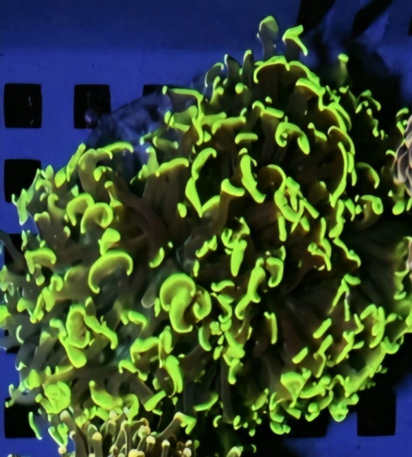 Euphyllia Ancora "grün" Handfläche größe
