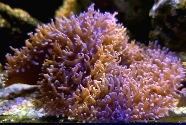 Rhodactis Sp. lila