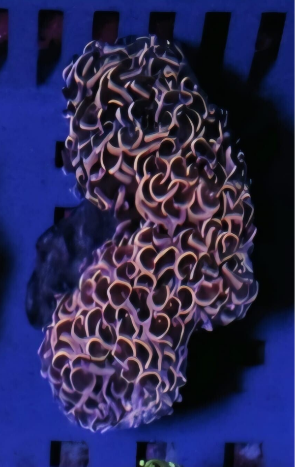 Euphyllia Ancora "Multicolor" Handfläche größe
