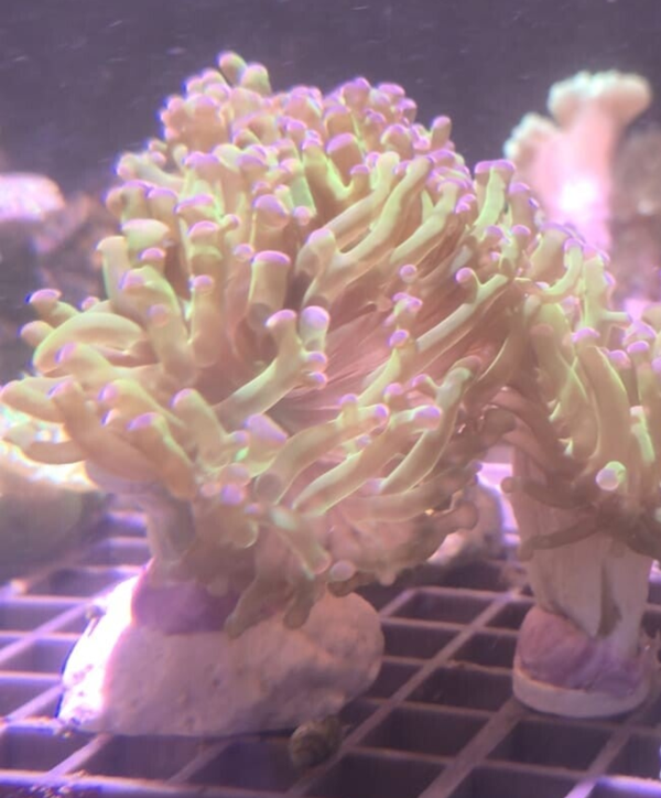 Fimbriaphyllia (ehemals Euphyllia) Paradivisa " Neon Hammer "