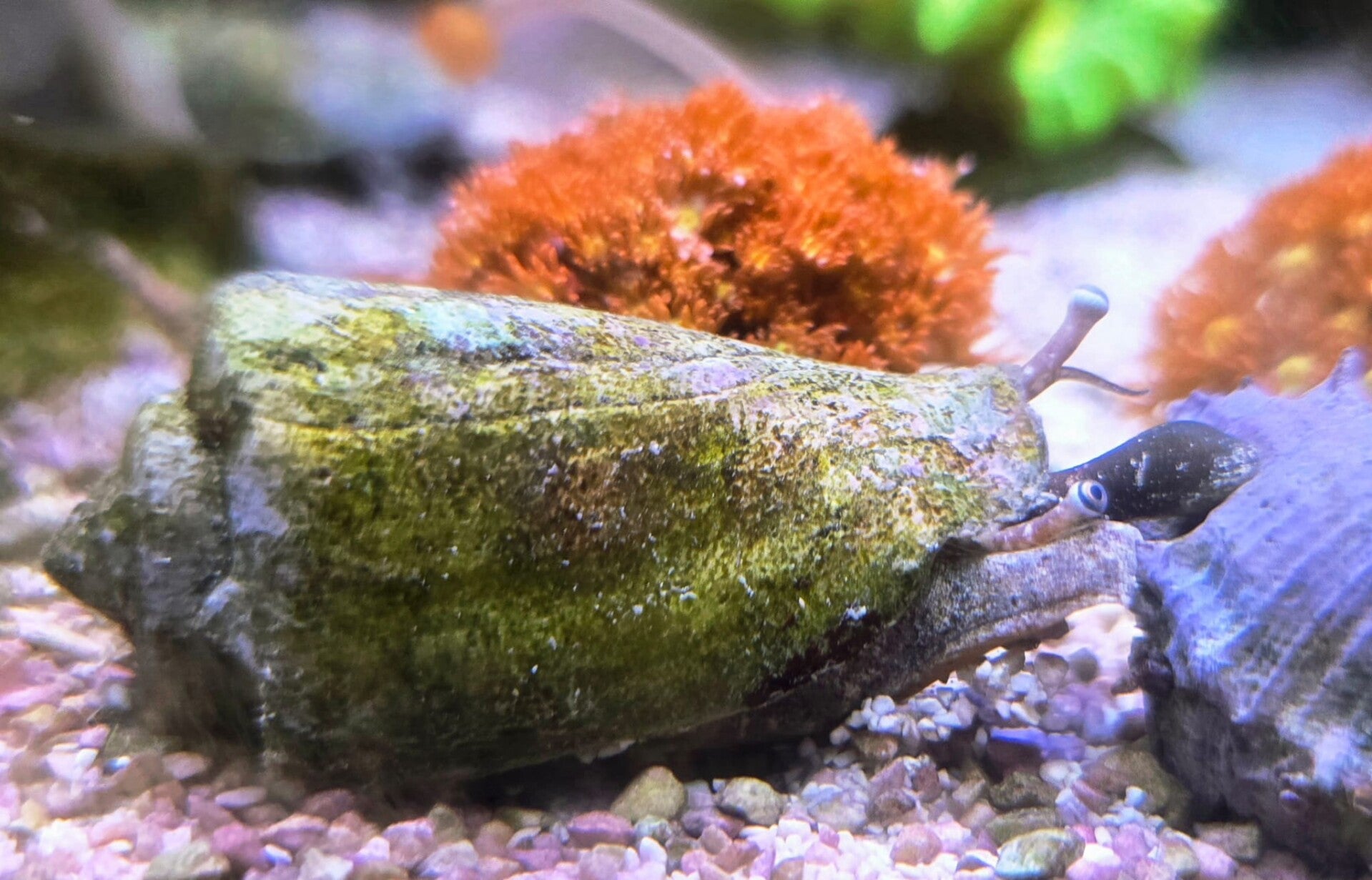 Kegelfechterschnecke - Conomurex/Strombus luhuanus