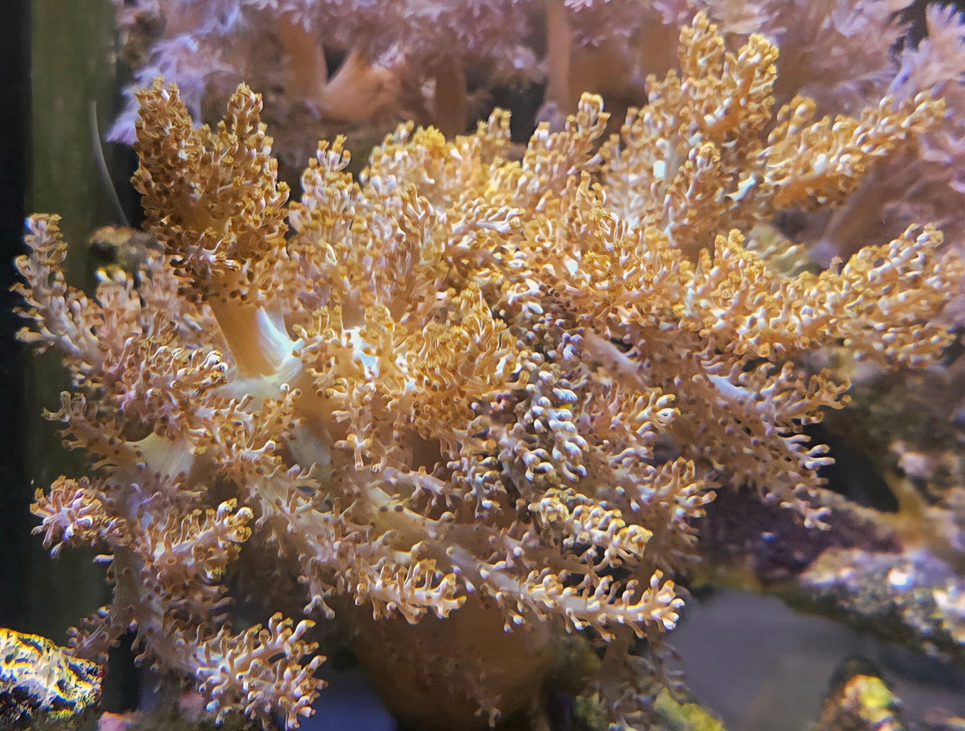 Kenia Bäumchen Capnella Sp.