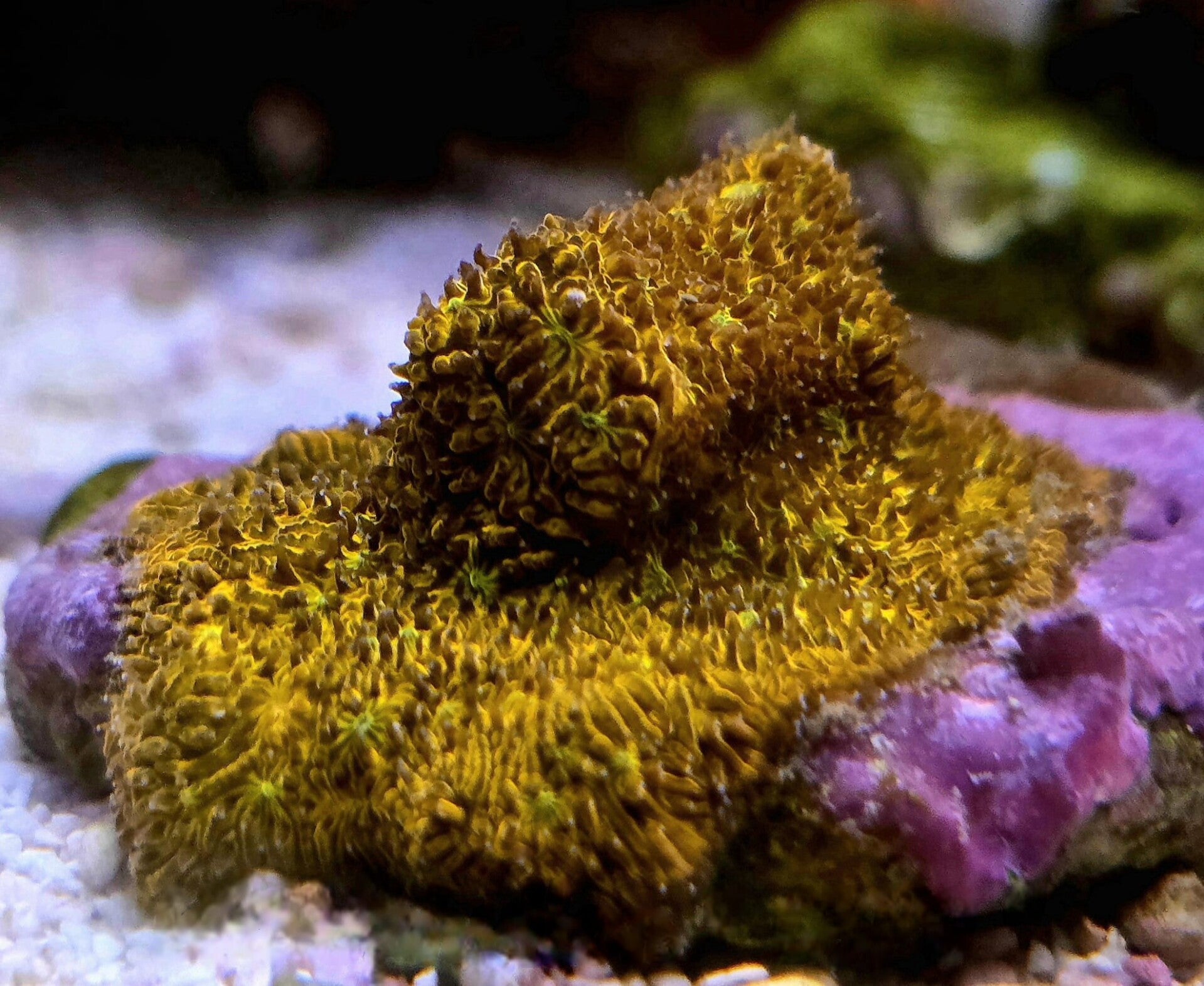 Lithophyllon Undulatum "C3PO"