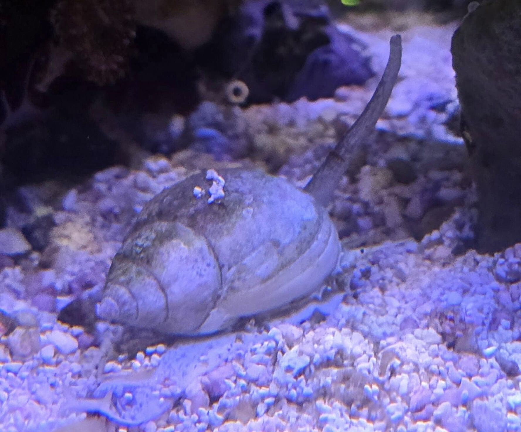 Nassarius Coronatus - Kronen Reusenschnecke