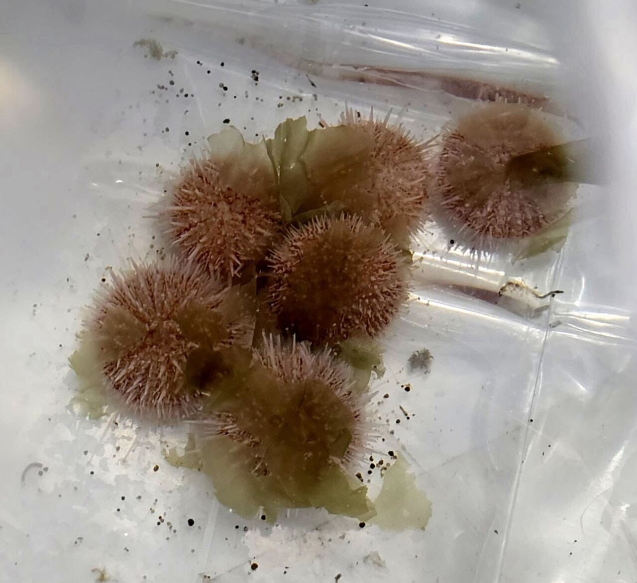 Salmacis sp. "Pink Lady" Pink Lady Seeigel