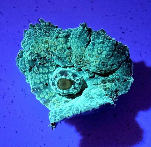 Rhodactis ultra green / Toxic green