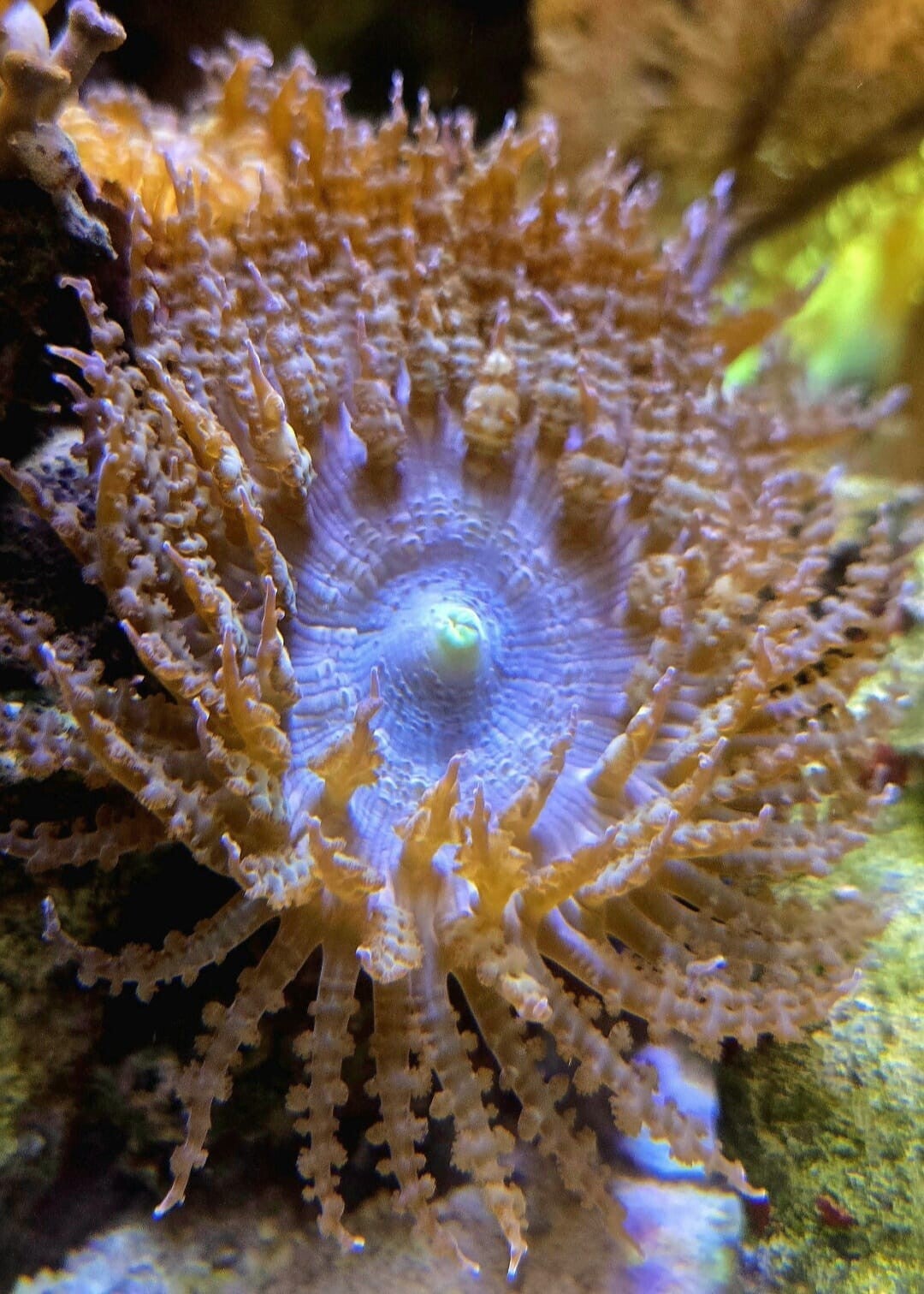 Sandanemone Phymanthus buitendijki