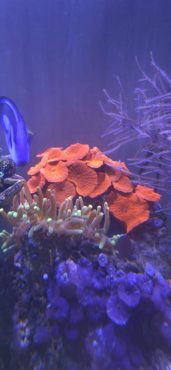 Discosoma Jawbreaker Ultra Red