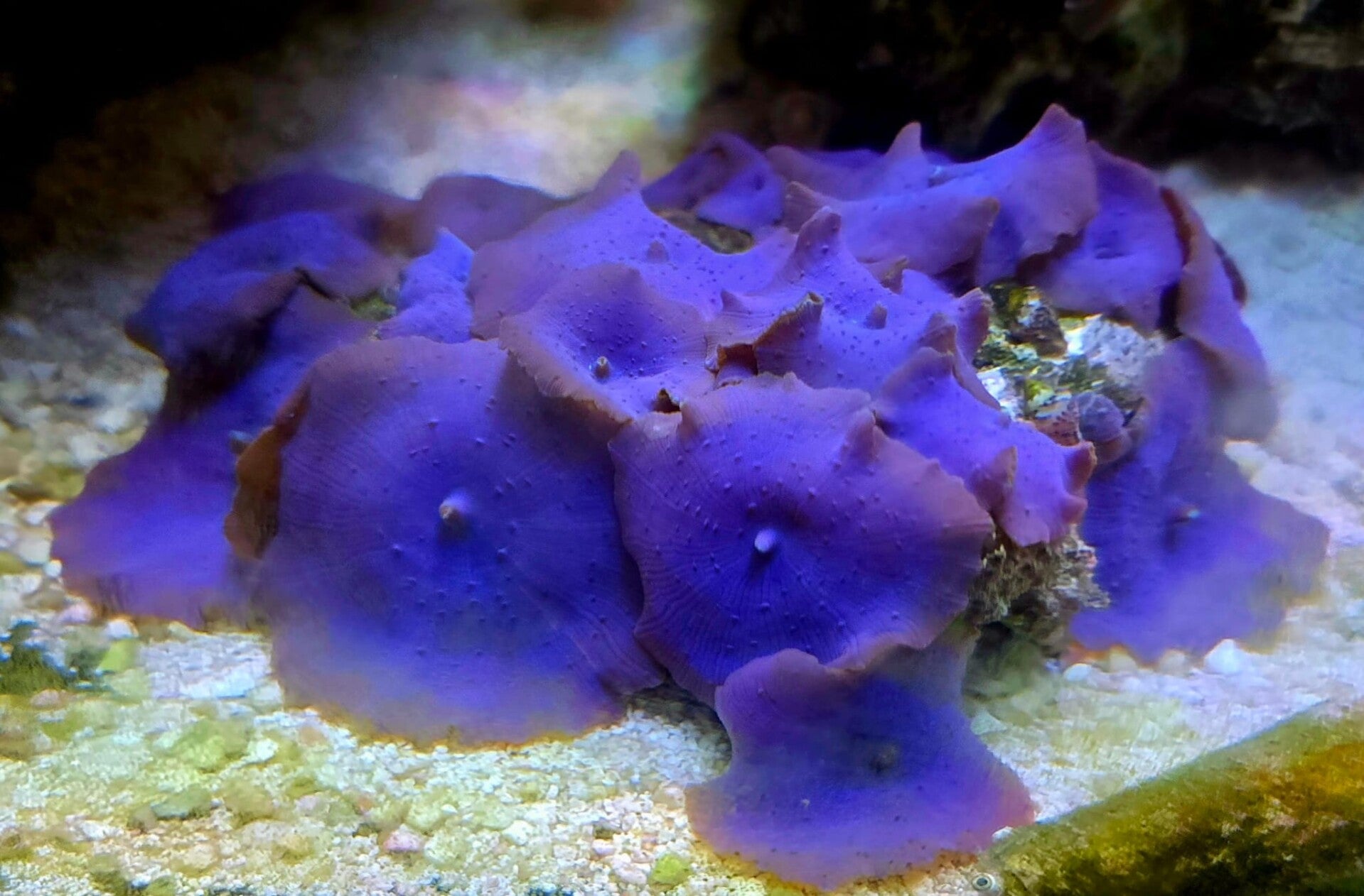 Discosoma Sp. 12 Scheibenanemone Blau