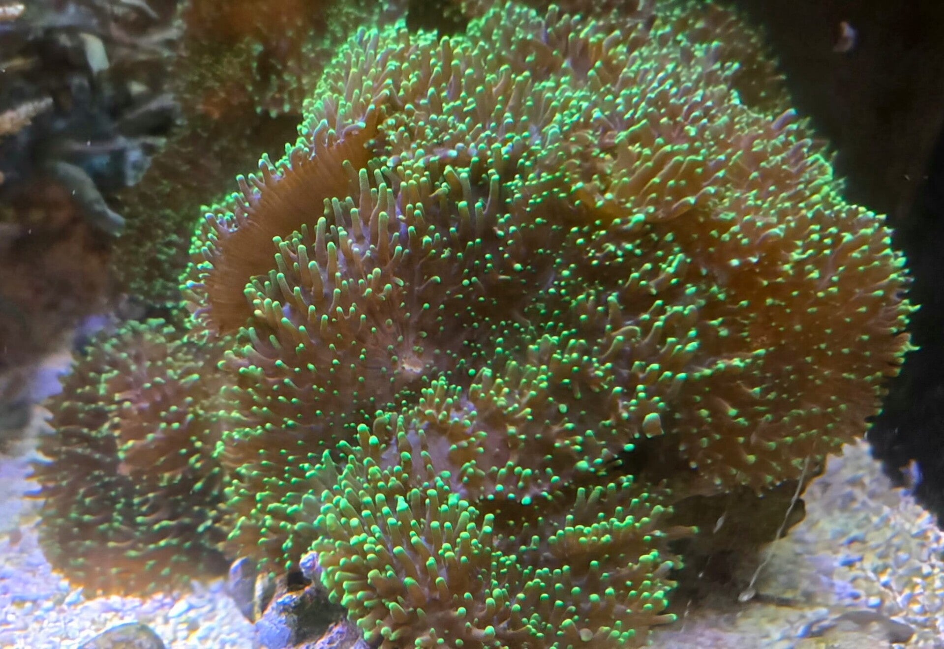 Scheibenanemone Rhodactis spec. grün