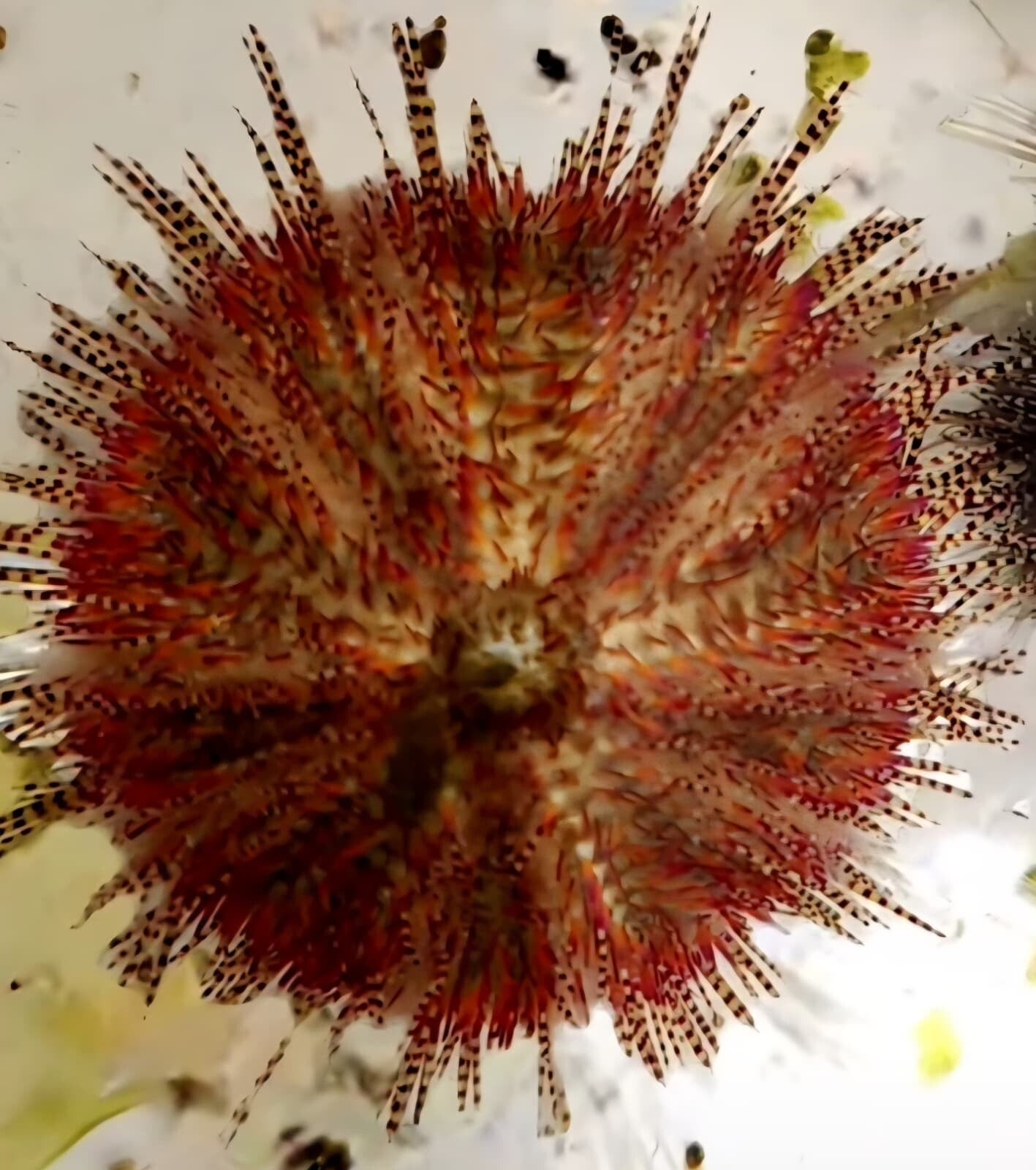 Salmacis Bicolor Zweifarben-Seeigel