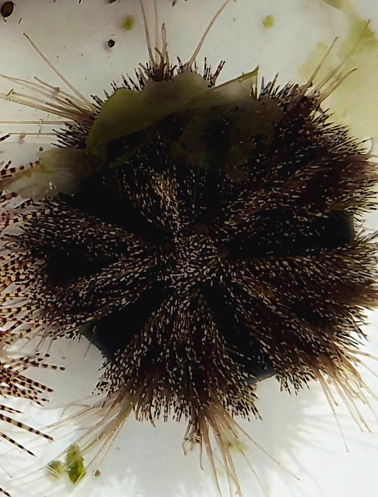 Mespilia Globulus Seeigel