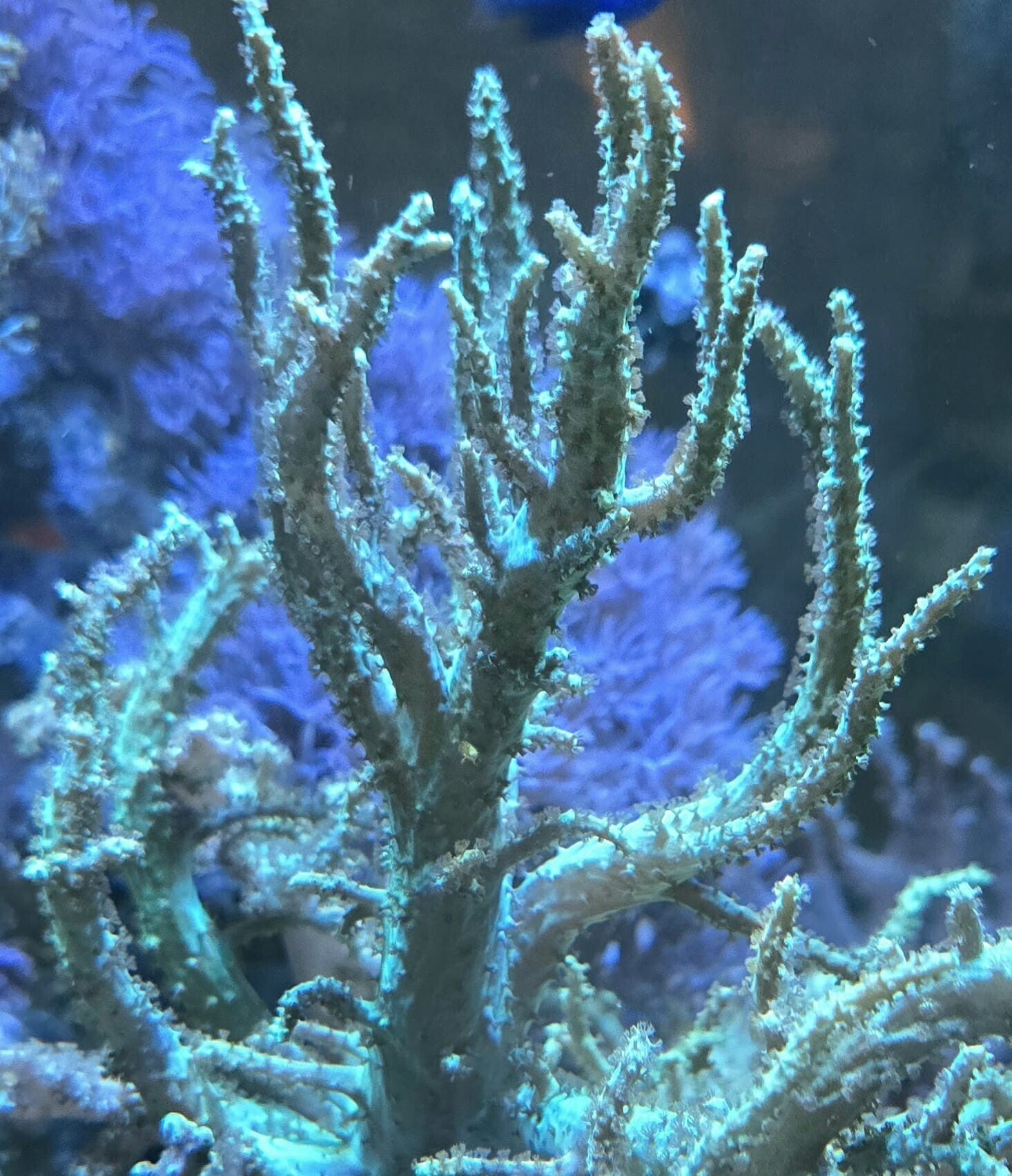 Sclerophytum flexibile Sinularia Spaghetti sp.