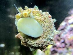 Astralium Calcar Philippinen Sternschnecke