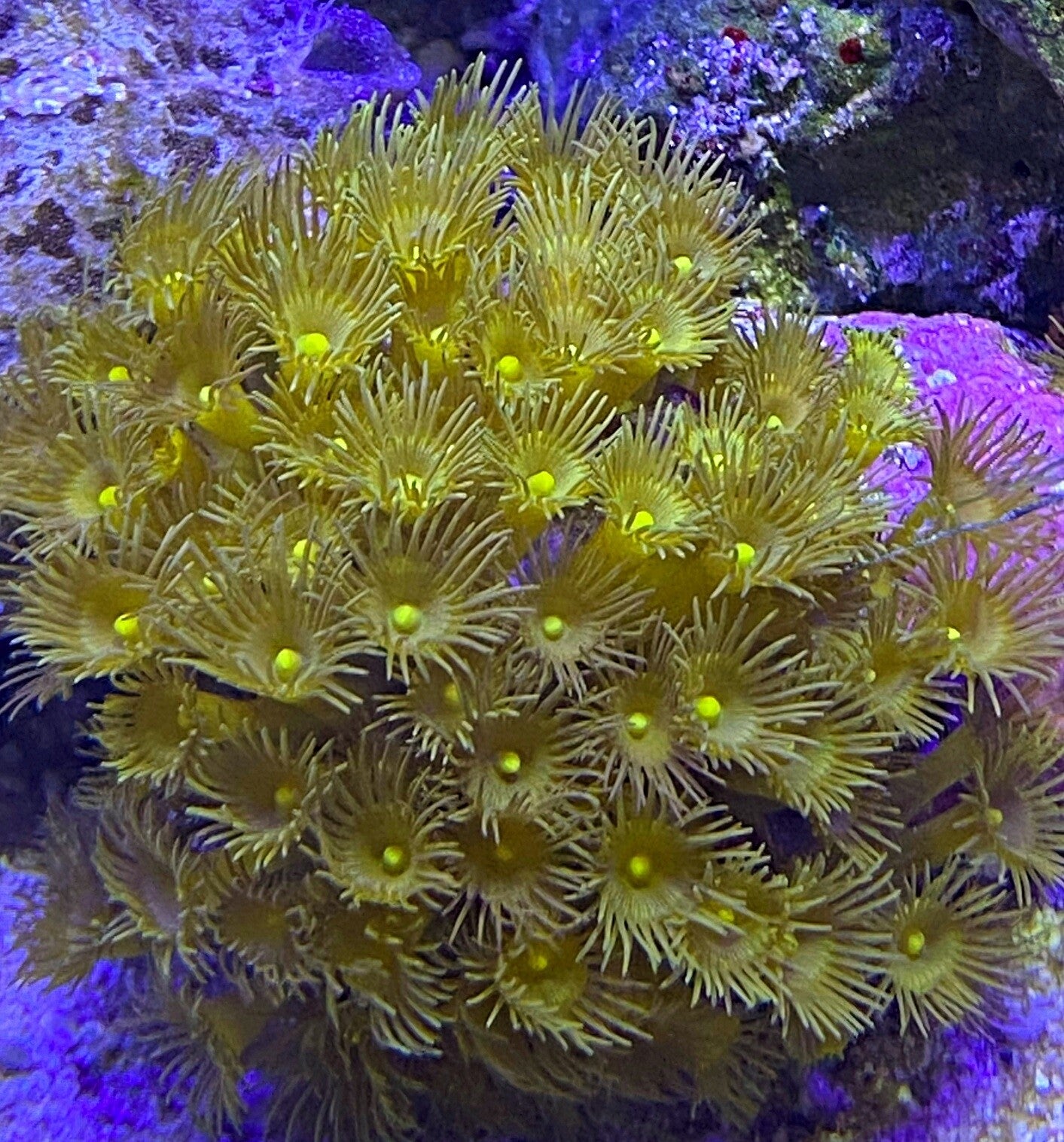 Krustenanemone Terrazoanthus spec.