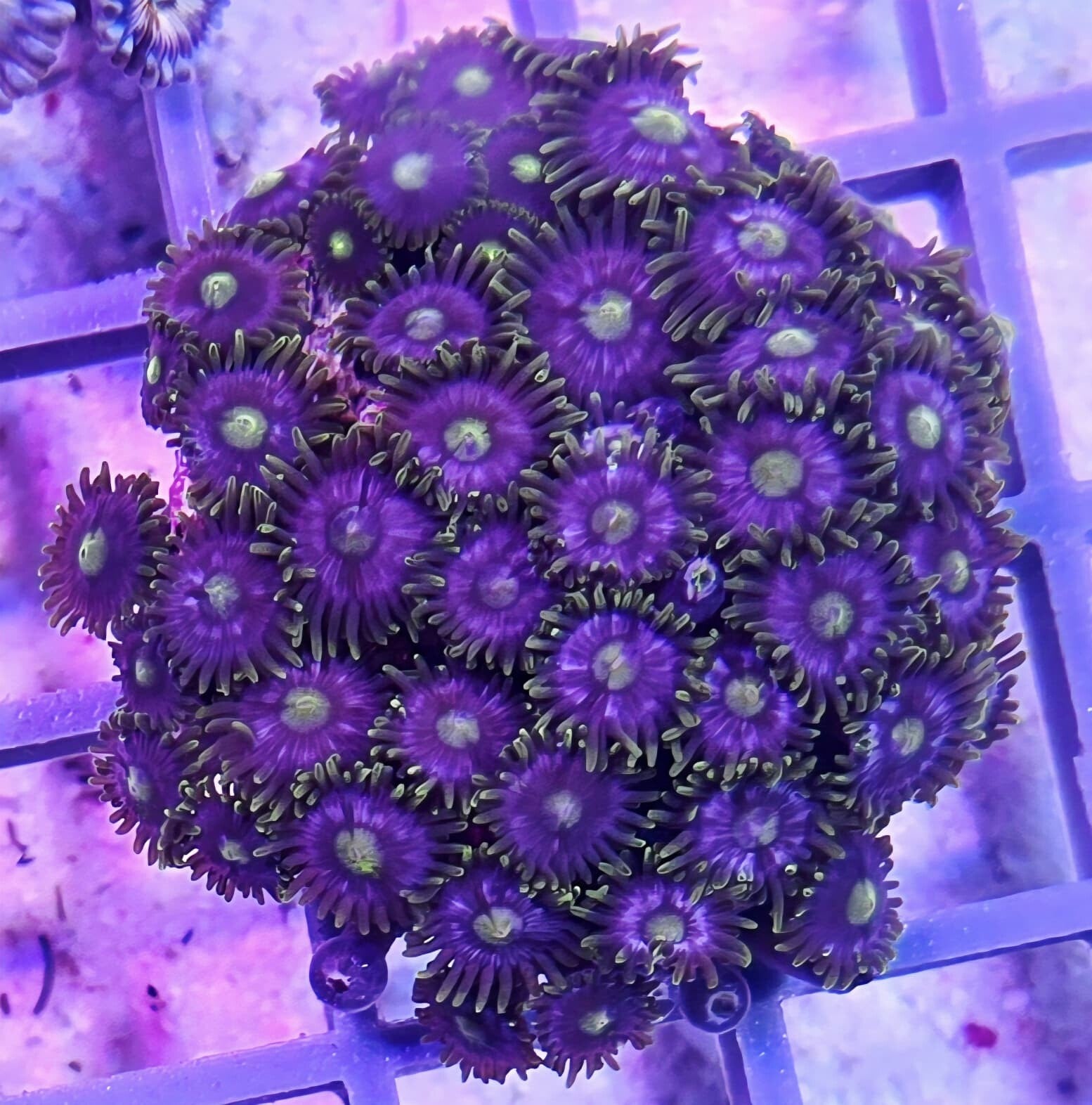 Krustenanemone Zoanthus "Blue Ice"